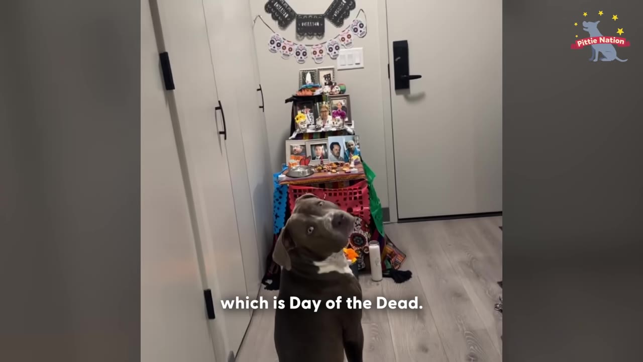 A gray and white pit bull sits in a hallway, tilting its head toward the camera in front of a colorful Día de los Muertos altar decorated with photos and sugar skull banners.