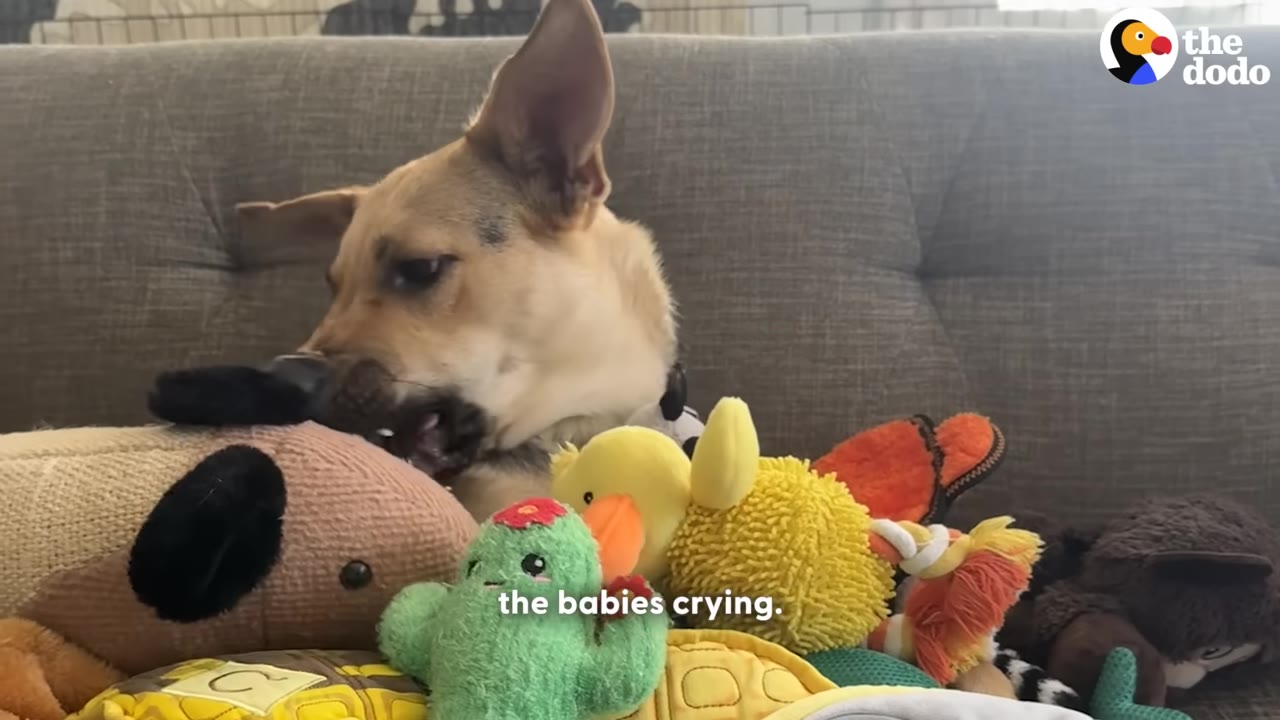 A tan dog surrounded by several colorful plush toys on a grey couch, gently biting one of the toys.