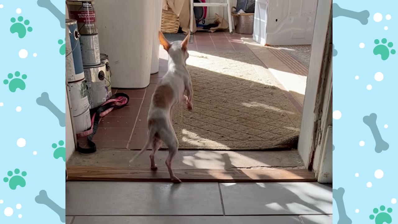 A small, slender white and brown dog stands on its hind legs near a doorway, looking out towards a sunlit rug.