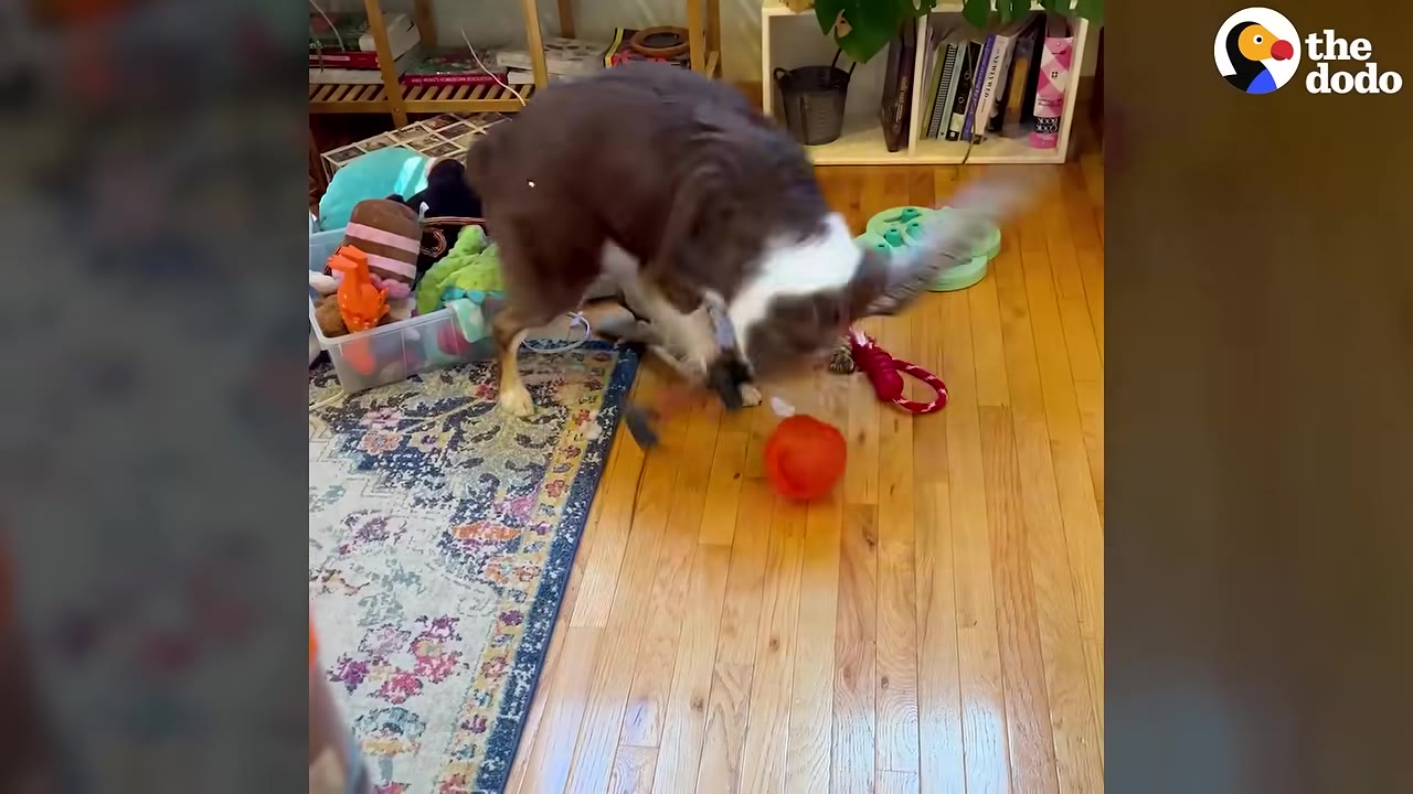 A brown and white dog holding a toy sword in its mouth while playing on a wooden floor next to a colorful rug and toys.