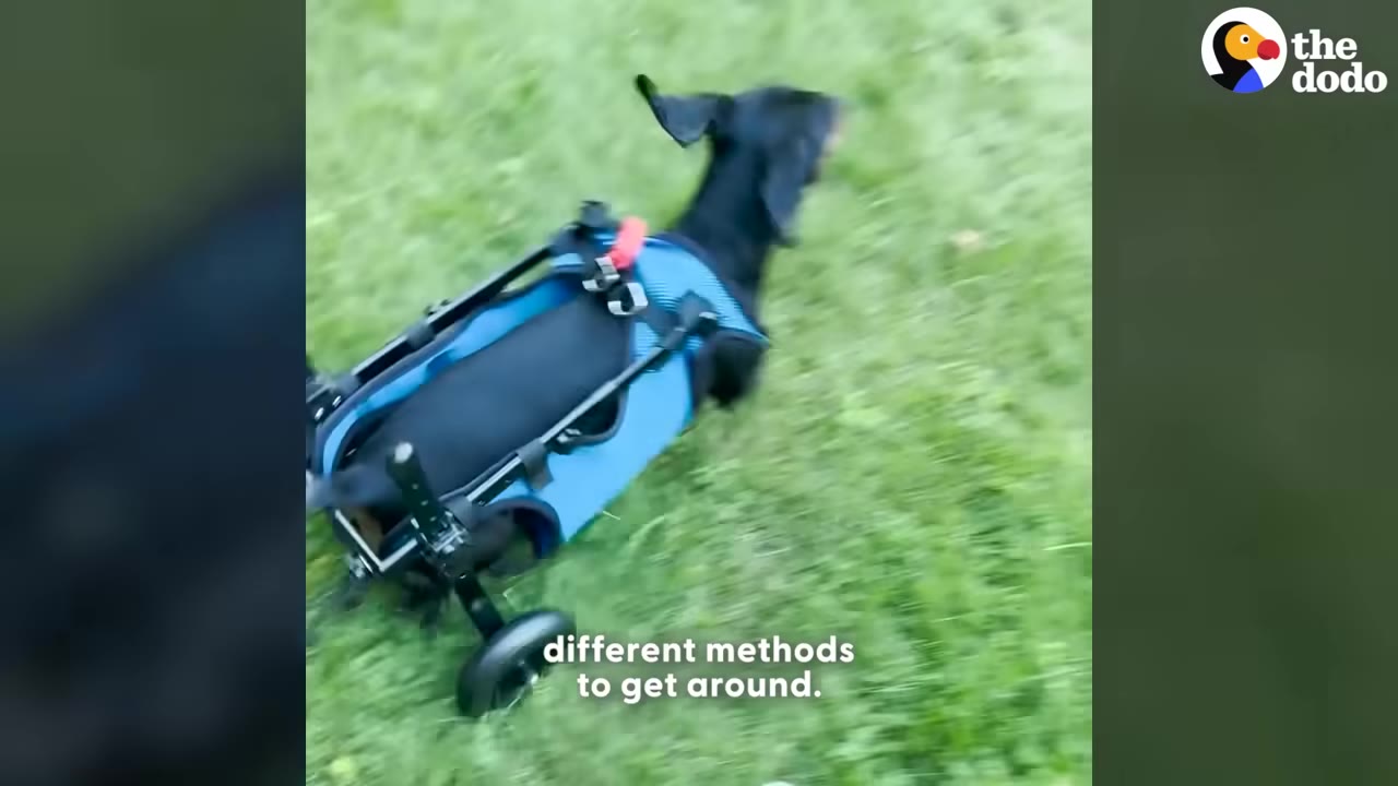A black dachshund wearing a blue harness runs on green grass using a two-wheeled cart supporting his hind legs.