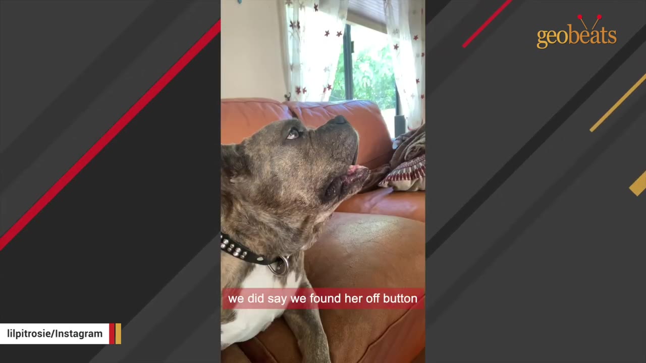 A brindle pit bull sitting on a brown leather couch, looking up with its mouth slightly open, with a subtitle that reads 'we did say we found her off button'.