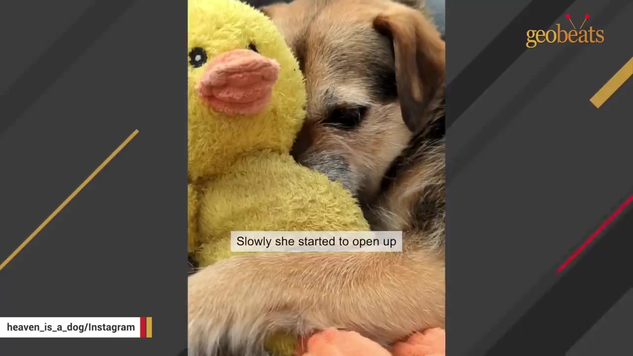 A close-up of a brown and black dog resting its head against a yellow plush duck toy.