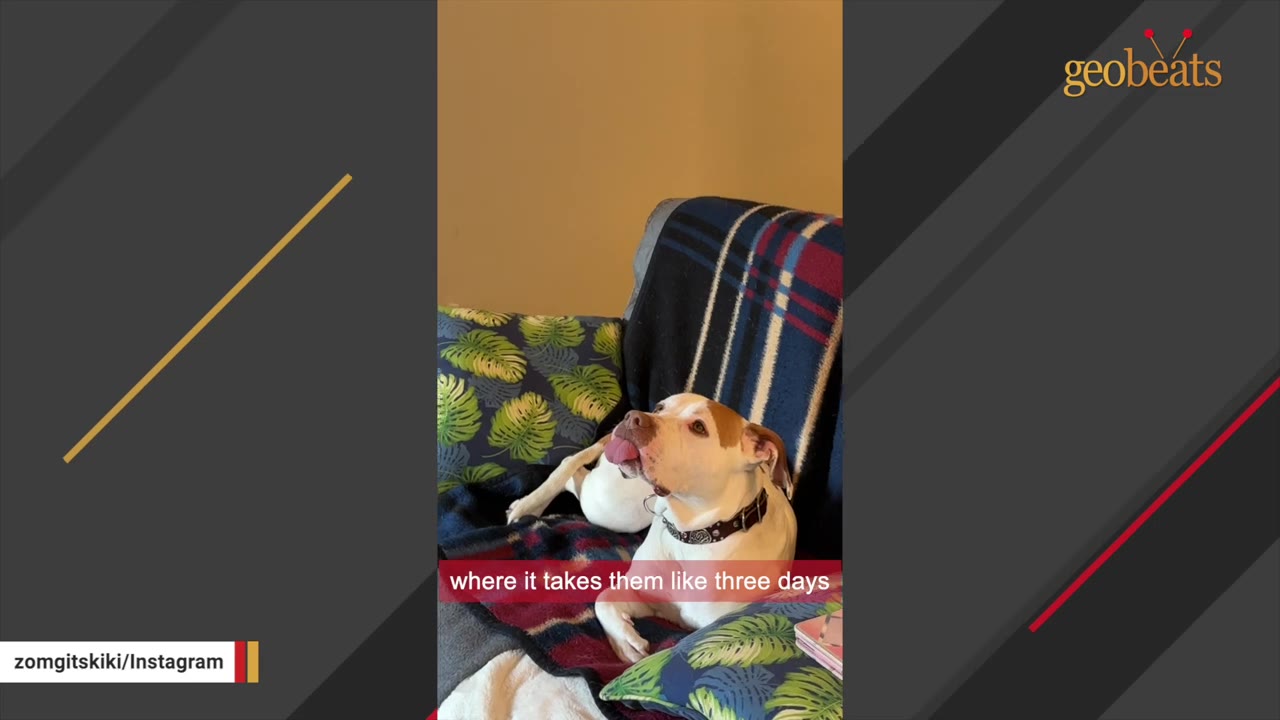 A white and brown dog with a collar sits on a couch with patterned pillows and blankets, licking its nose.