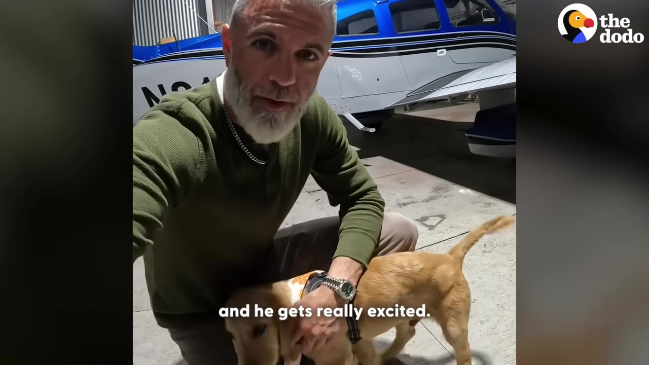 A man with a grey beard kneeling next to a golden puppy in front of a blue and white airplane.