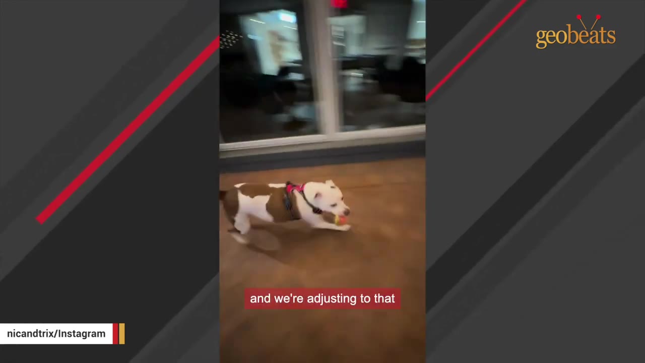 A brown and white dog wearing a pink harness runs across a wooden floor with a toy in its mouth.