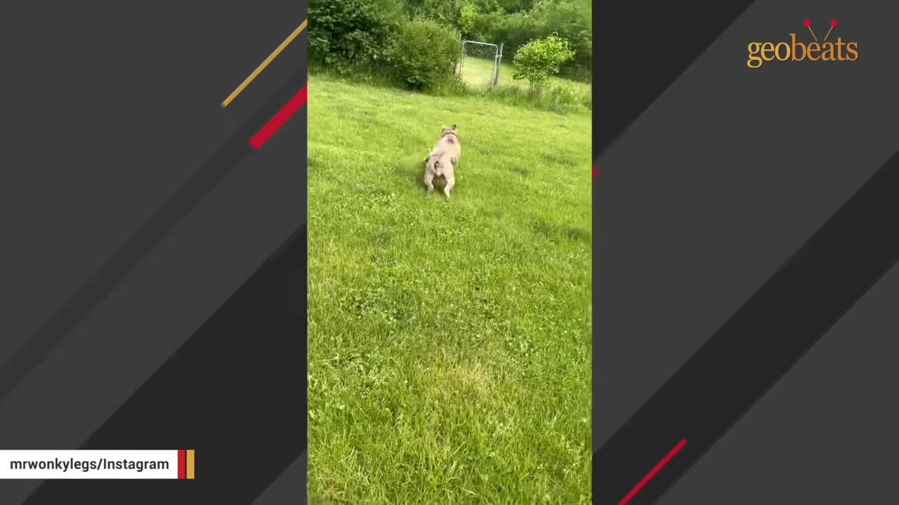 A light-colored dog runs across a large, green grassy yard toward a metal fence in the background.