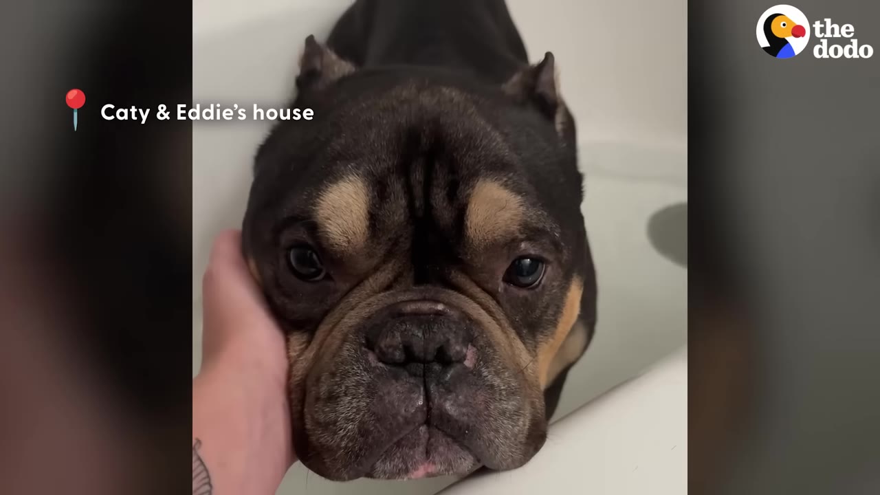 A close-up of a black and tan French bulldog being gently cradled by a hand while looking directly at the camera.