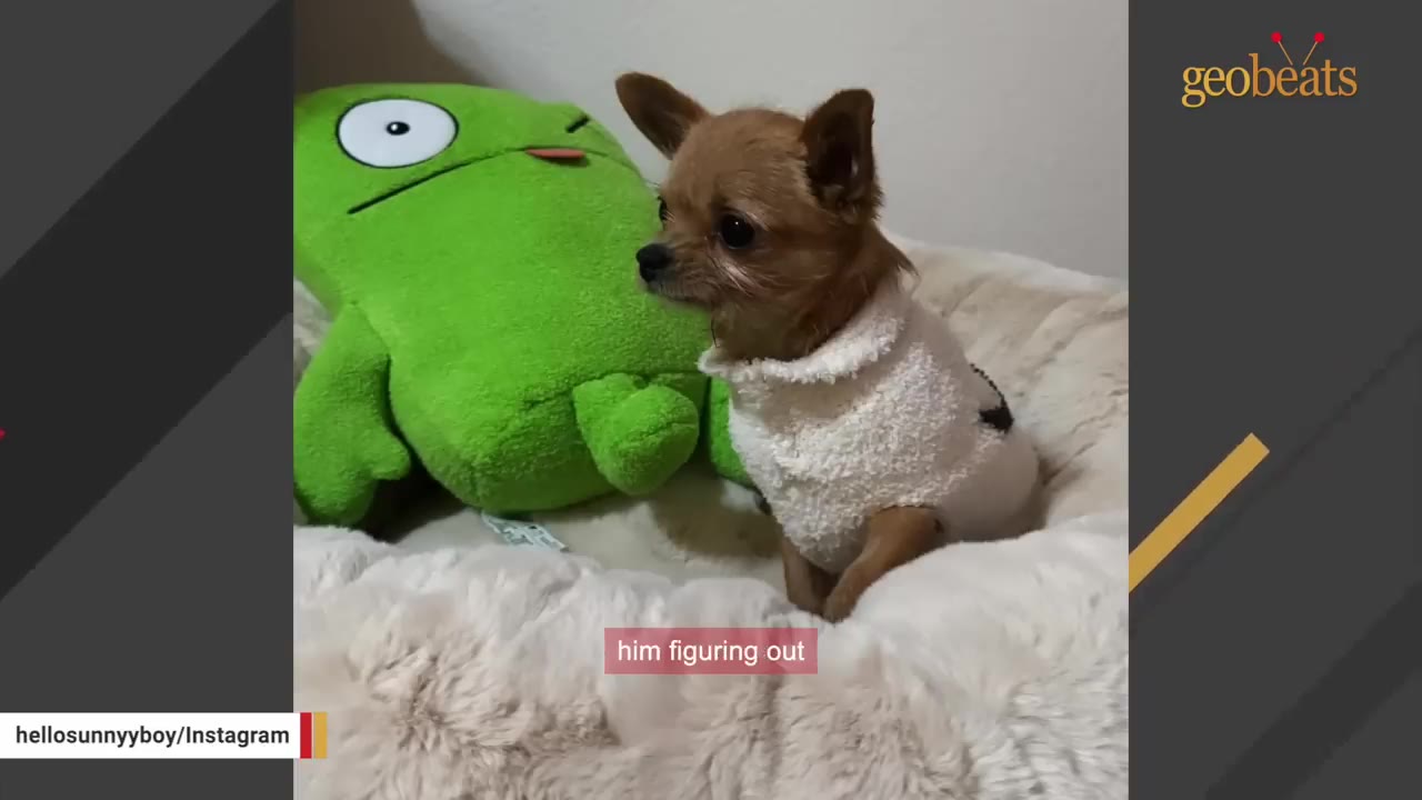 A small brown Chihuahua wearing a white fleece sweater sits in a fluffy dog bed next to a green plush toy.