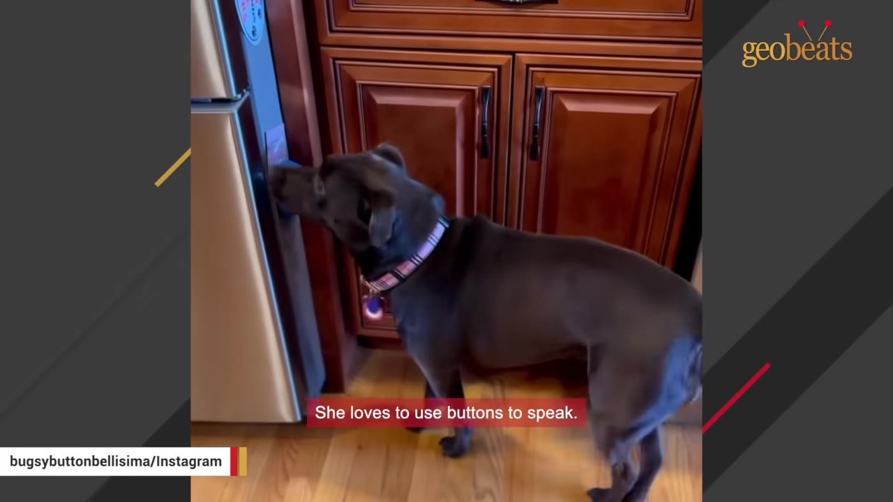A dark-furred dog presses its nose against a blue recordable talking button mounted on the side of a stainless steel refrigerator.