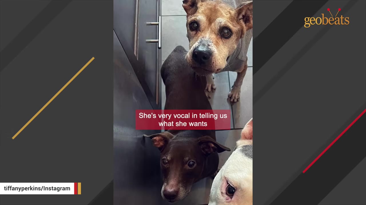 Three dogs looking up at the camera, with a text overlay that reads 'She's very vocal in telling us what she wants'.