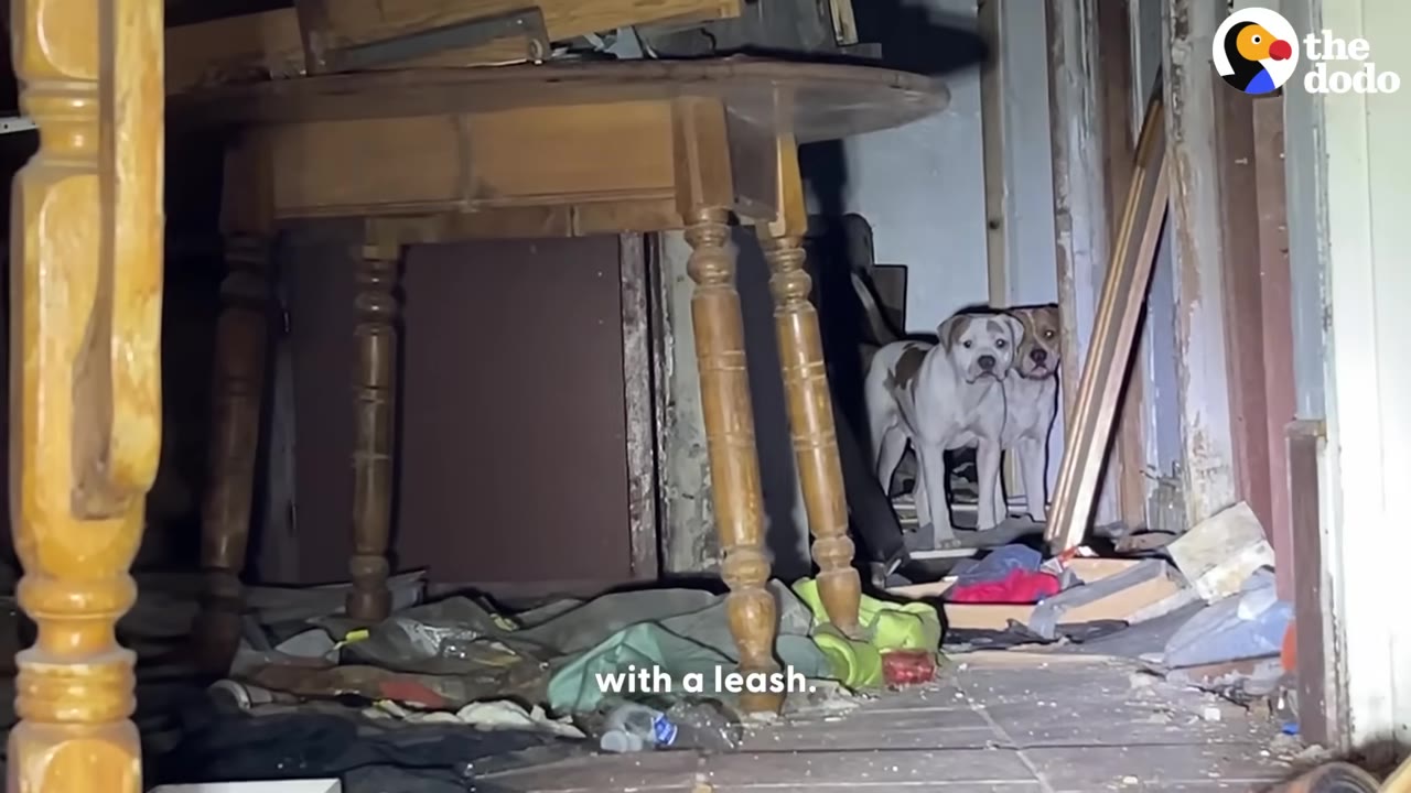 Two dogs stand inside a cluttered, abandoned room near a wooden table.