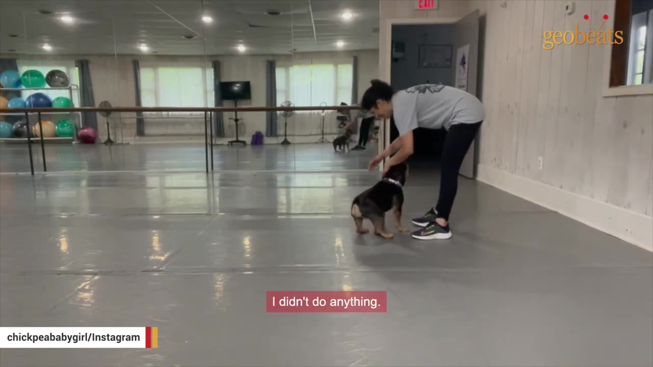 A woman in a grey t-shirt and black leggings bends down to pet a small black and brown puppy in a spacious dance studio with mirrors.