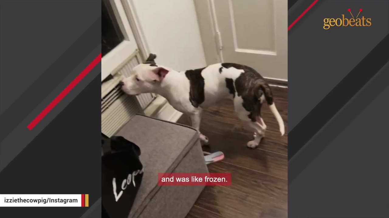 A black and white dog stands frozen in place, sniffing an air conditioning vent inside a house.
