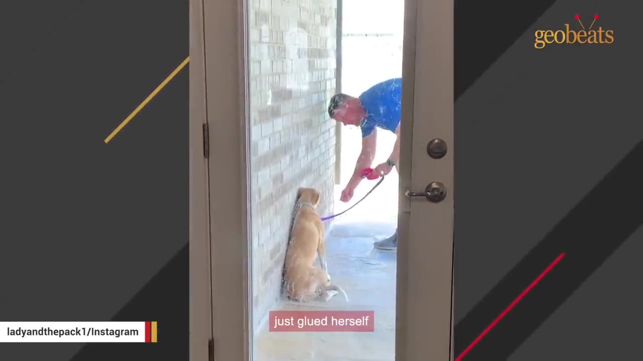 A light brown dog presses itself flat against an exterior brick wall, appearing frightened, while a man in a blue shirt holds its leash.
