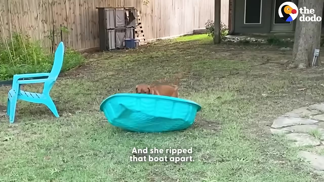 A brown dog stands behind a crumpled, upside-down blue plastic kiddie pool on a grassy lawn.