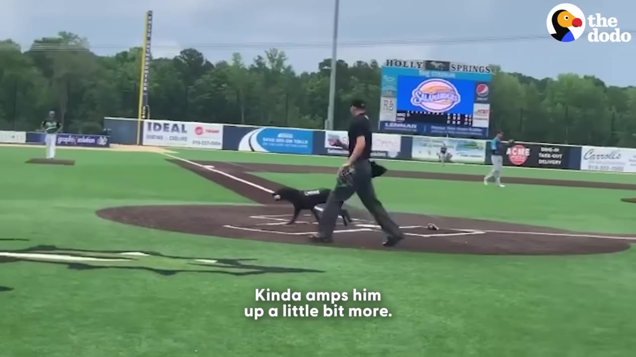 A black dog runs across a baseball field carrying a baseball in its mouth, alongside an umpire, with a stadium scoreboard visible in the background.