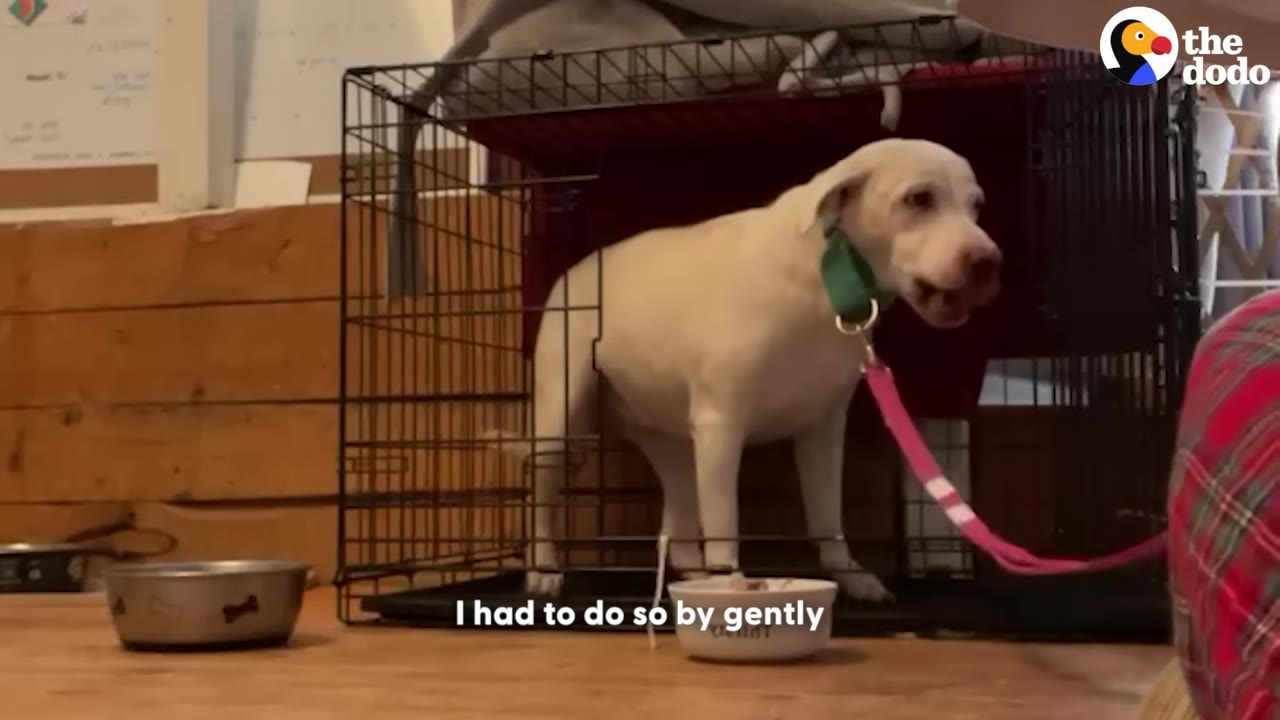 A white dog named Mable stands hesitantly at the open door of her wire crate, wearing a green collar with a pink leash attached.