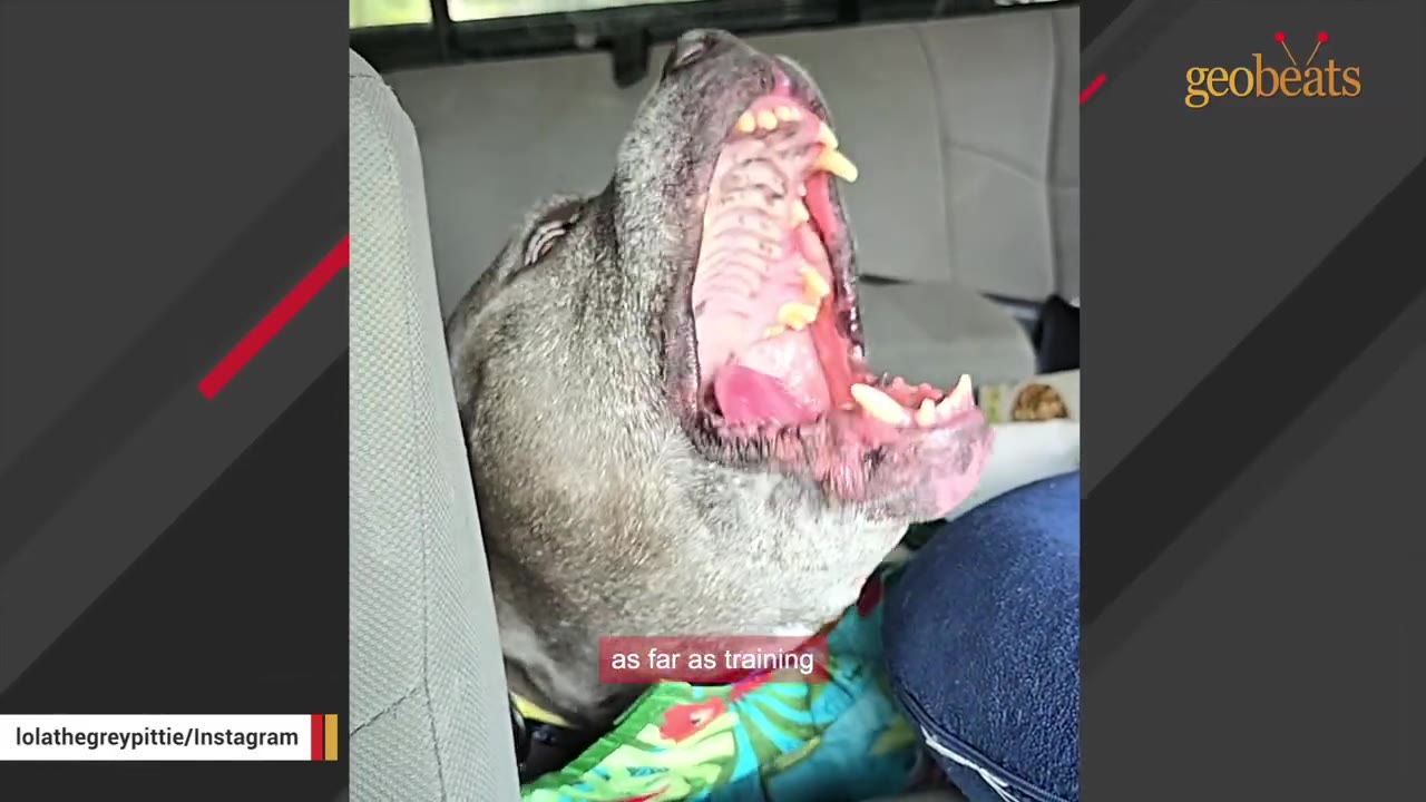 A grey pit bull-type dog yawning widely with its mouth open, showing its teeth and tongue, while sitting in the back of a vehicle.
