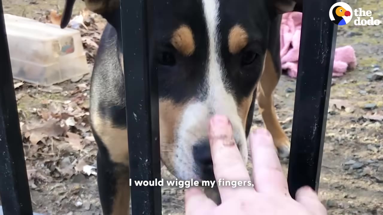 A close-up of a black, tan, and white dog behind a black metal fence, gently touching its nose to a person's outstretched fingers.