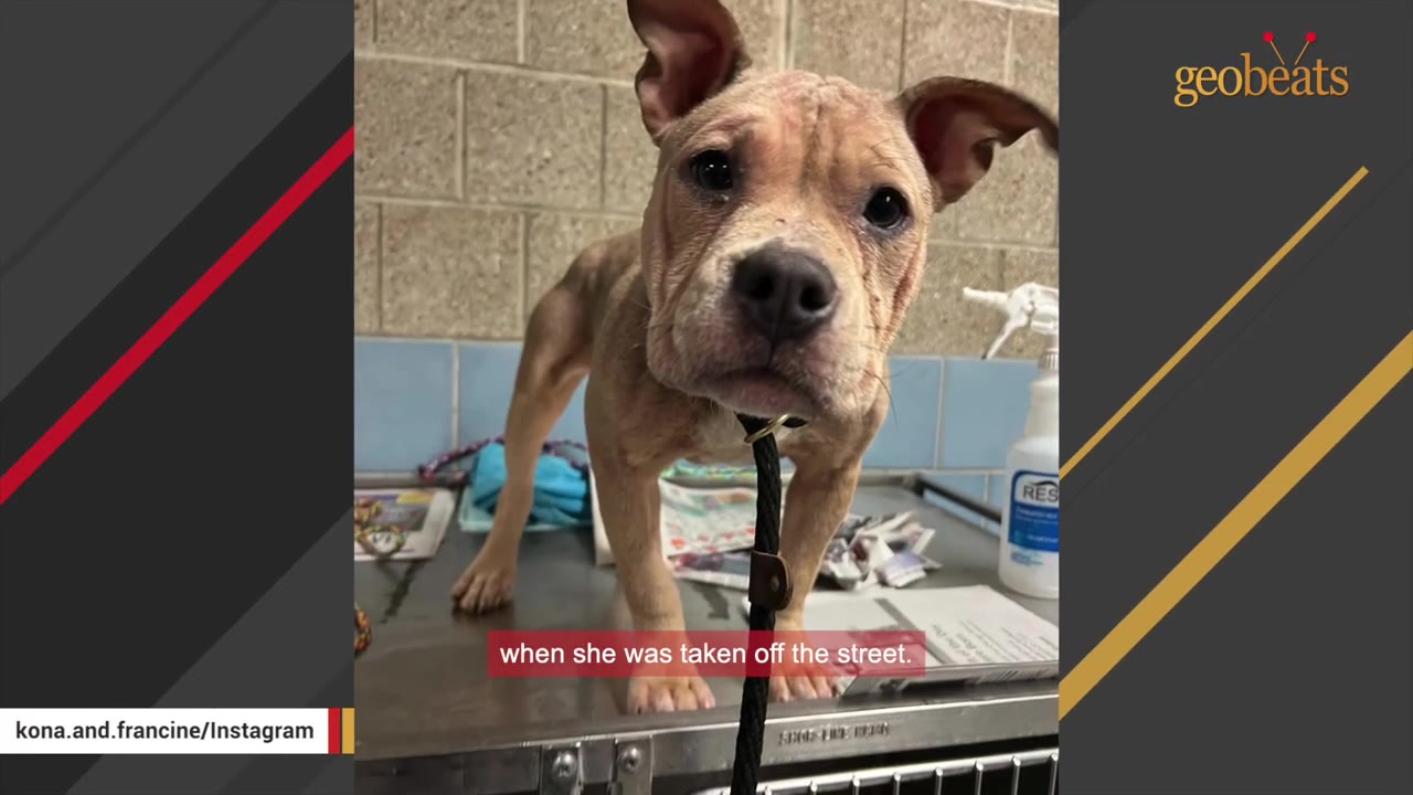 A skinny, young tan puppy stands on a metal examination table, looking directly at the camera with a black leash attached to its collar.