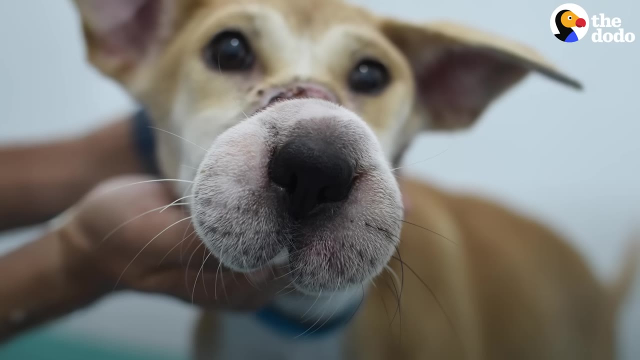 A close-up shot of a light brown dog's face, showing a healing wound on the bridge of its snout.