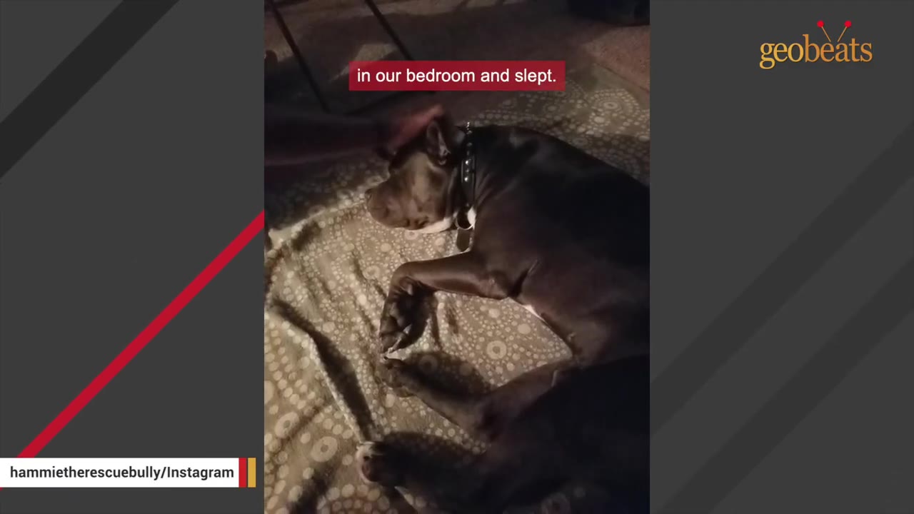 A dark-colored dog lies sleeping on a patterned blanket while a hand gently pets its head.