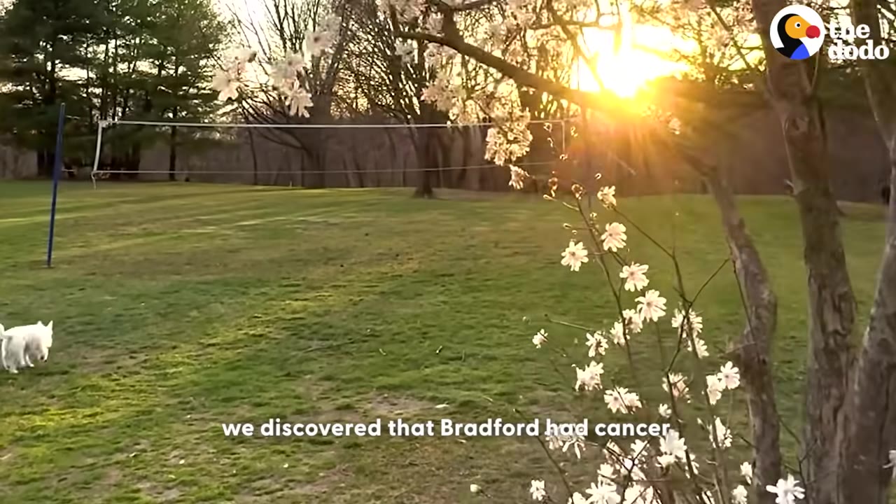 A small white dog runs on a grassy lawn during a bright sunset, with white blossoms on a tree branch in the foreground and a subtitle reading 'we discovered that Bradford had cancer'.