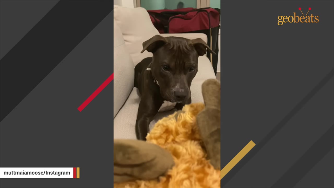 A dark brown dog with floppy ears lies on a white couch, looking down curiously at a plush toy in the foreground.