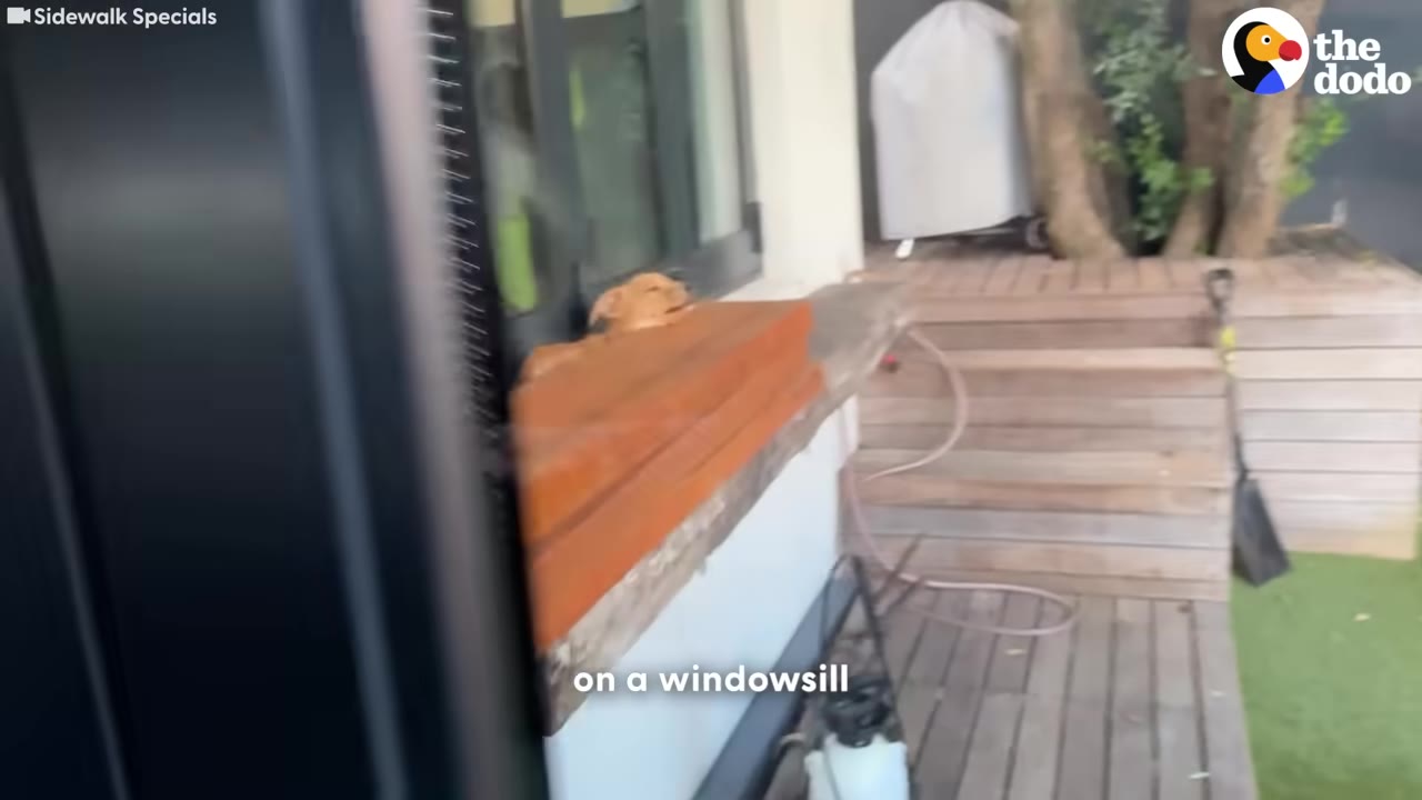 A small brown dog peeks its head out from behind a wooden windowsill outside.