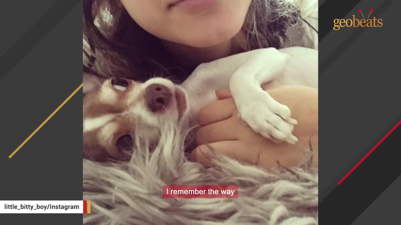 A close-up shot of a small brown and white Chihuahua lying down next to a person, with its small paw resting on the person's hand.