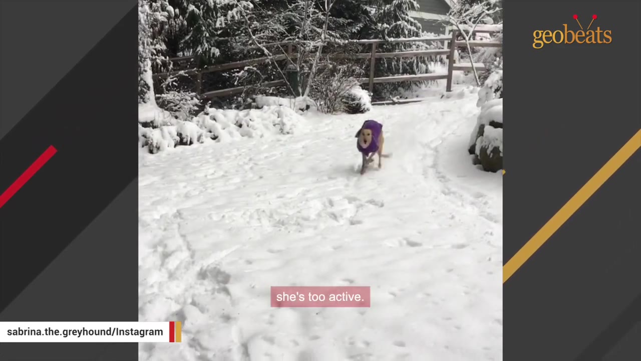 A greyhound wearing a purple coat runs through a snowy yard.