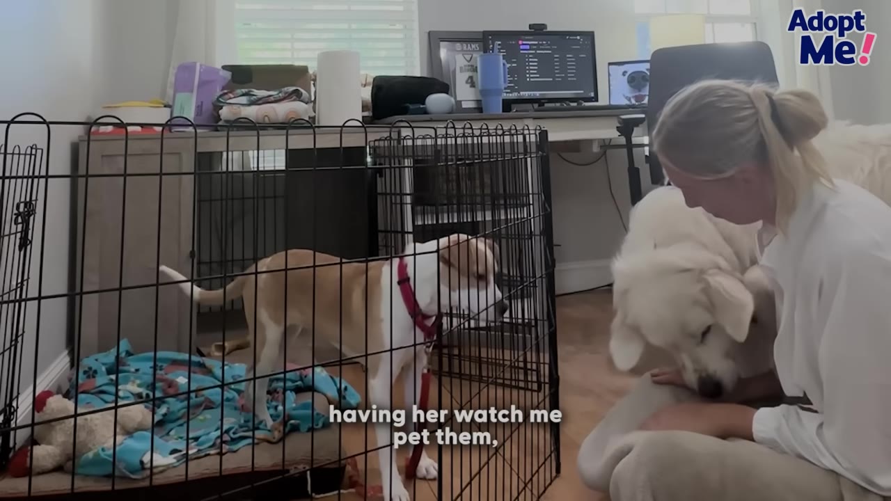 A tan and white dog stands inside a wire crate, watching a woman pet a large white dog sitting on the floor outside the crate.