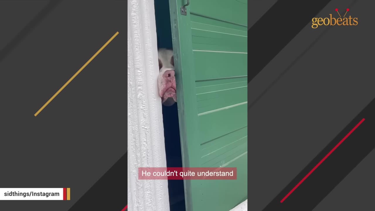 A close-up of a white and brown dog peeking its snout and face through a narrow gap between a white wall and a green door.