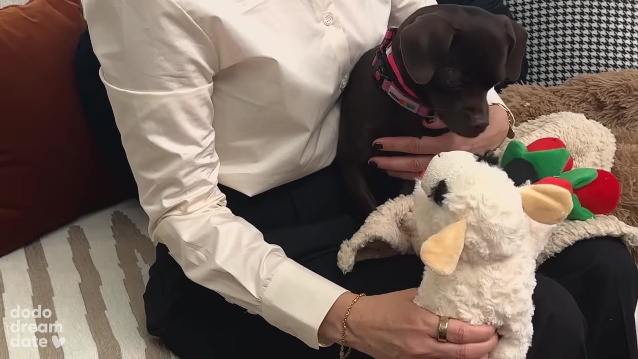 A close-up of a small brown dog held in a person's lap, looking down at a plush white lamb toy.