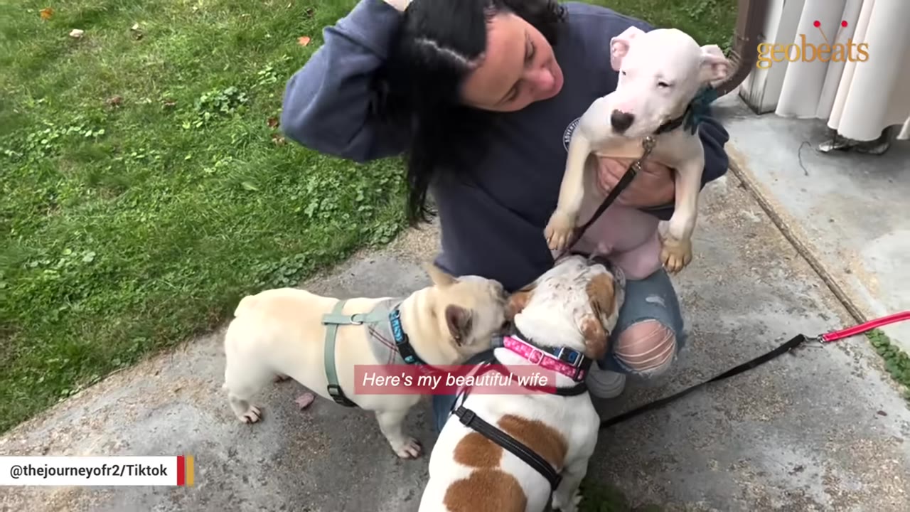 A woman kneels outdoors holding a healthy white puppy as two other dogs sniff him.