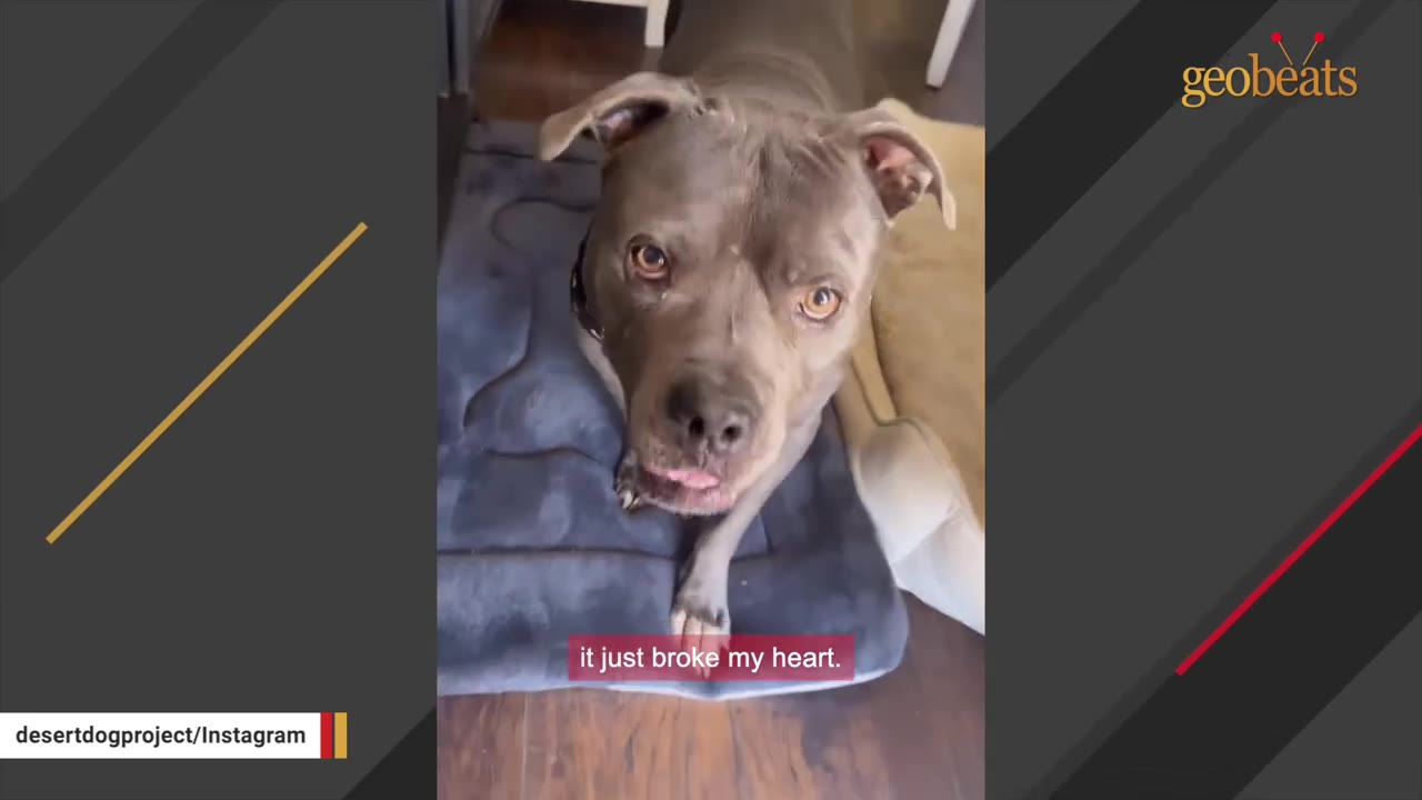 A close-up shot of a grey pit bull looking up at the camera while lying on a blue dog bed indoors.