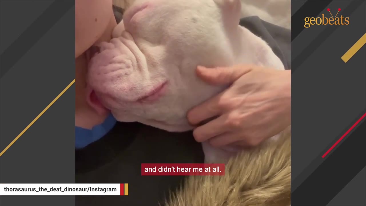 A close-up of a white dog resting its head against a person's chest while being gently petted on the neck.