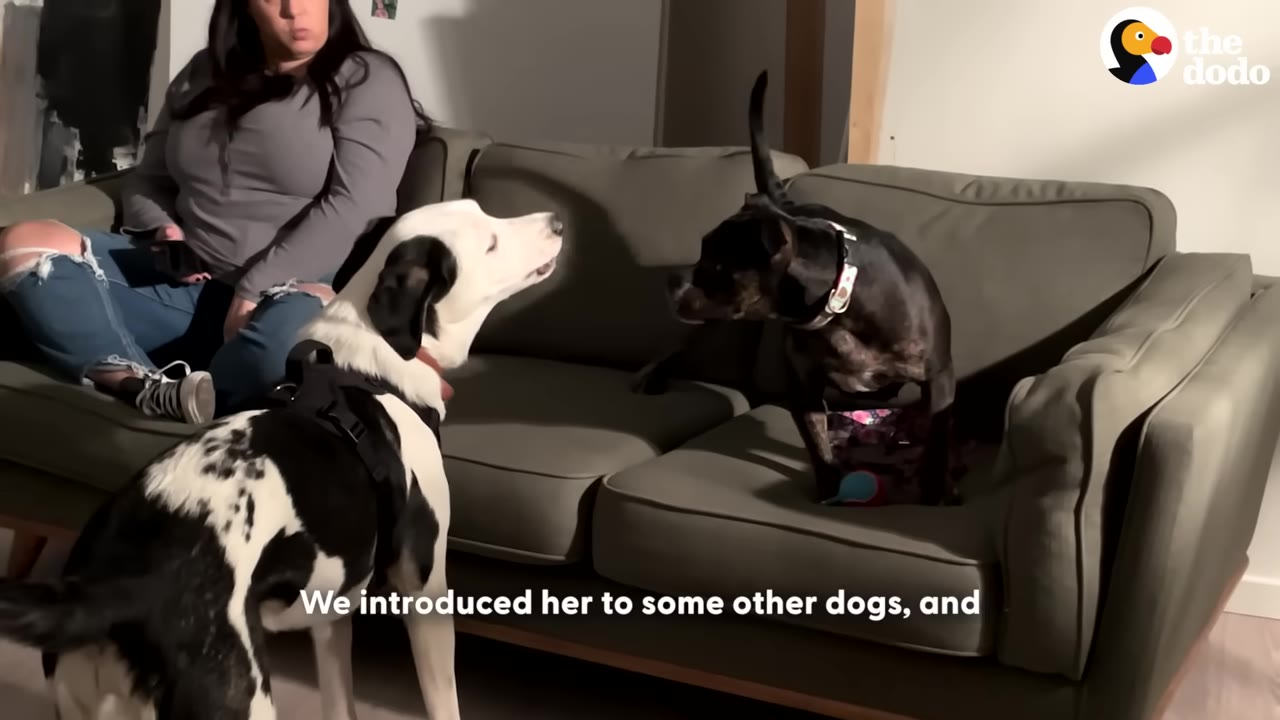 A black and white dog stands on the floor looking up at a dark-colored dog standing on a grey couch next to a seated woman.