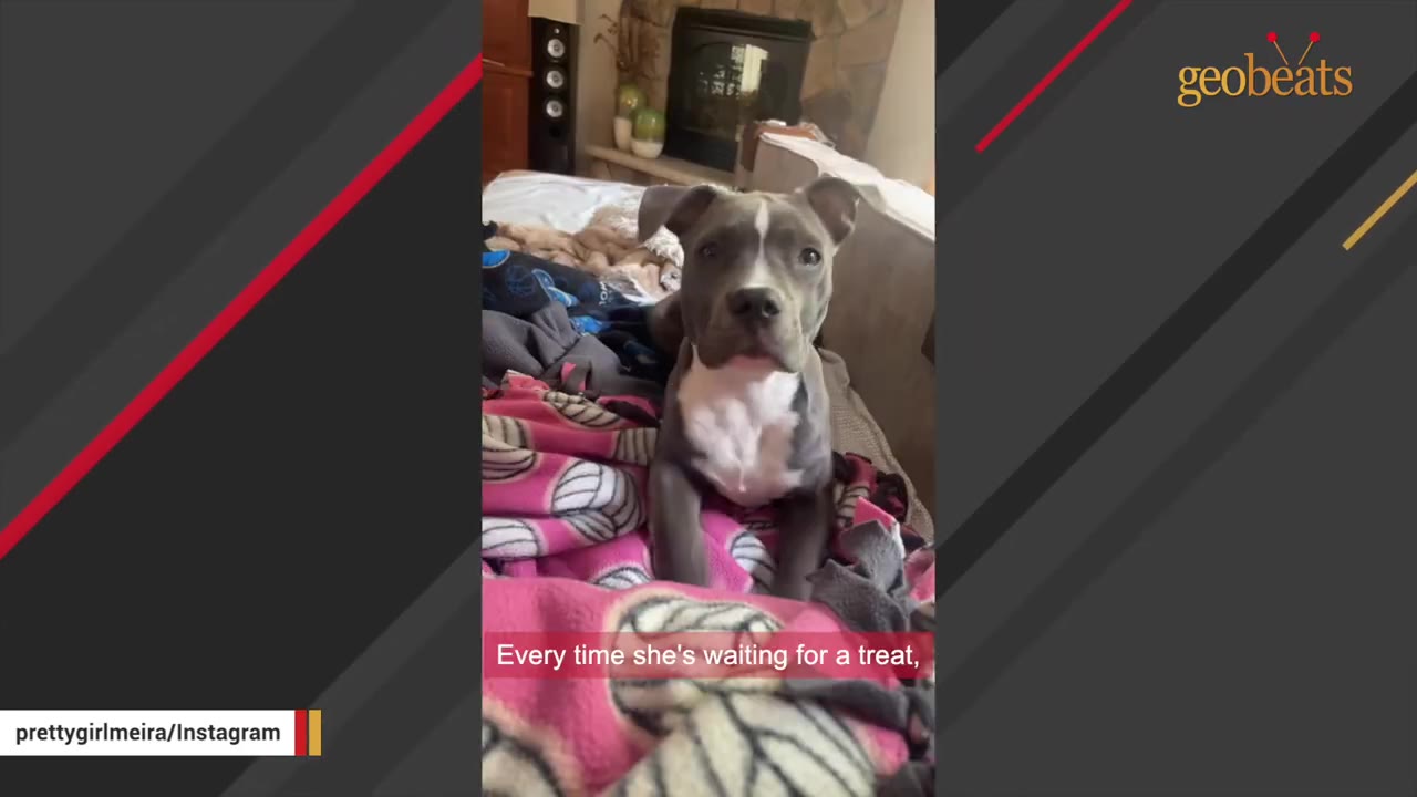 A gray and white pit bull dog sitting alertly on a pink and white patterned blanket, looking directly at the camera.