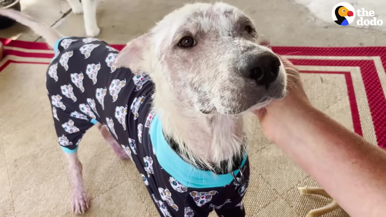 A light-colored dog wearing black patterned pajamas with blue trim looks up trustingly as a person's hand gently pets its cheek.