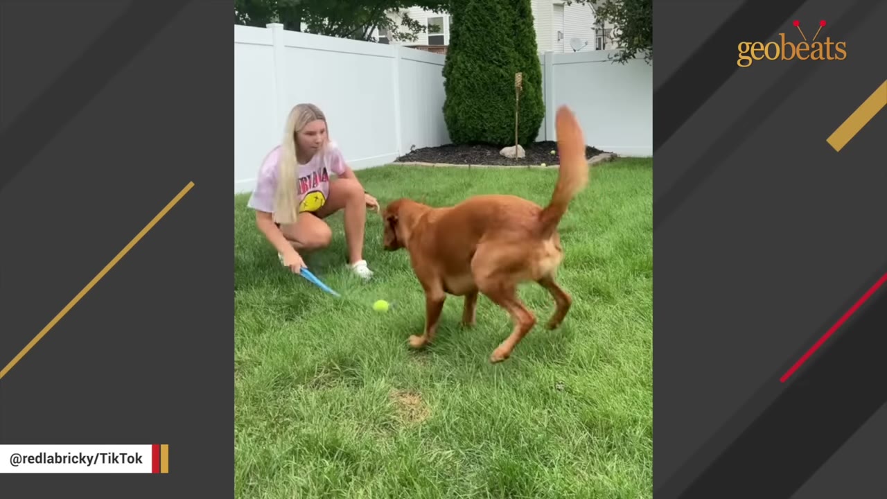 A golden-brown dog bounces excitedly on a green lawn in a backyard while a young woman crouches nearby holding a blue ball launcher.