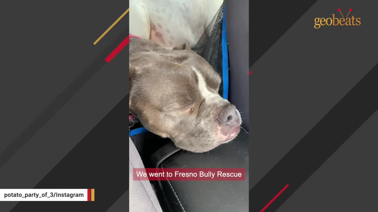 A close-up of a grey and white pit bull resting its head on a car seat armrest, with text overlay reading 'We went to Fresno Bully Rescue'.