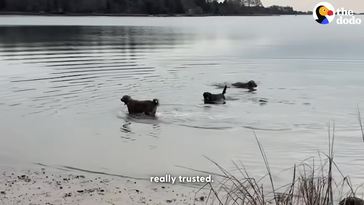 Three dogs swimming together in a calm body of water near a sandy shore.