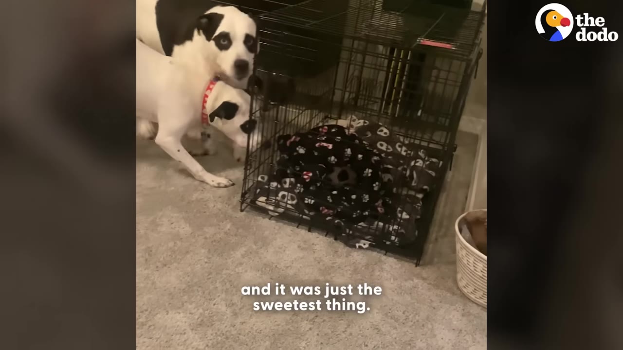 Two black and white dogs stand near a wire crate containing a puppy wrapped in a patterned blanket.