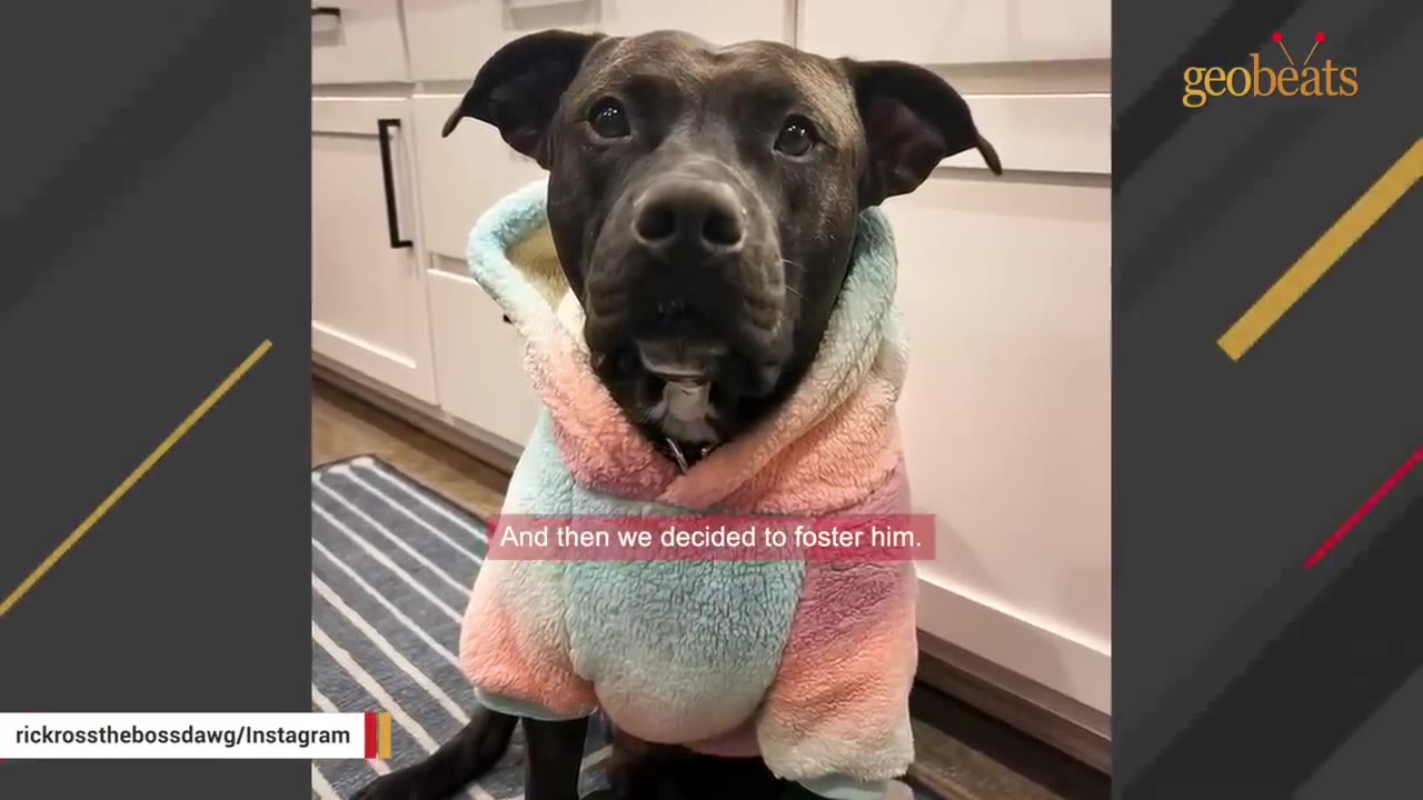 A close-up shot of a black dog wearing a pastel-colored, fuzzy hoodie, sitting in a kitchen.