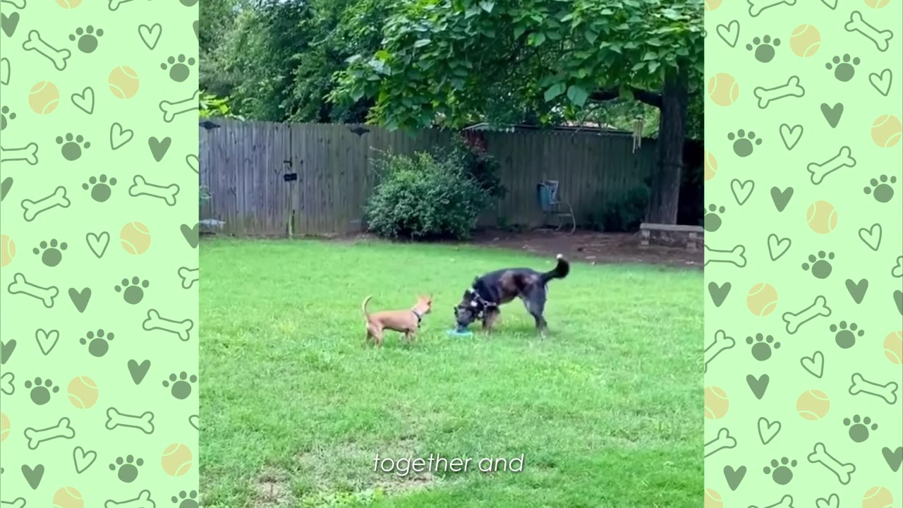 A small tan dog and a larger dark-colored dog interact on a green lawn in a backyard with a wooden fence.