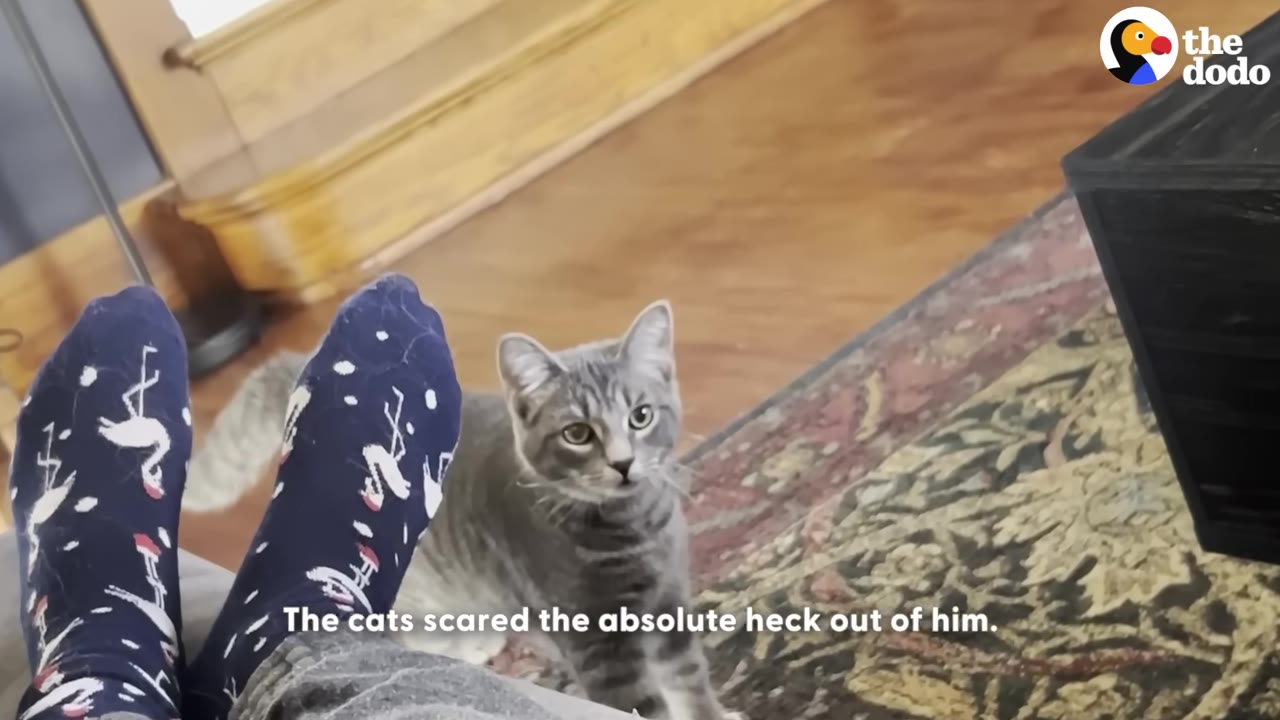 A grey tabby cat looking up curiously next to a person's feet wearing blue socks with white patterns.