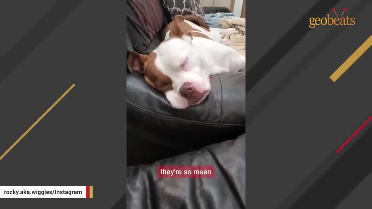 A brown and white pit bull-type dog sleeping peacefully on a dark leather couch.