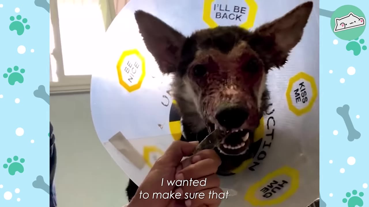 A German Shepherd dog with severe skin irritation on its face wears a large medical cone decorated with yellow stickers while being hand-fed a treat.